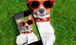 Sketsi_selfie_koira_hauska