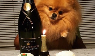 SKetsi_Koira_Samppanja