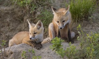 Sketsi_Ketunpoikaset