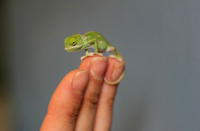 cute-baby-chameleons-hatch-taronga-zoo-sydney-11-sketsi