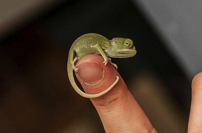 cute-baby-chameleons-hatch-taronga-zoo-sydney-14-sketsi