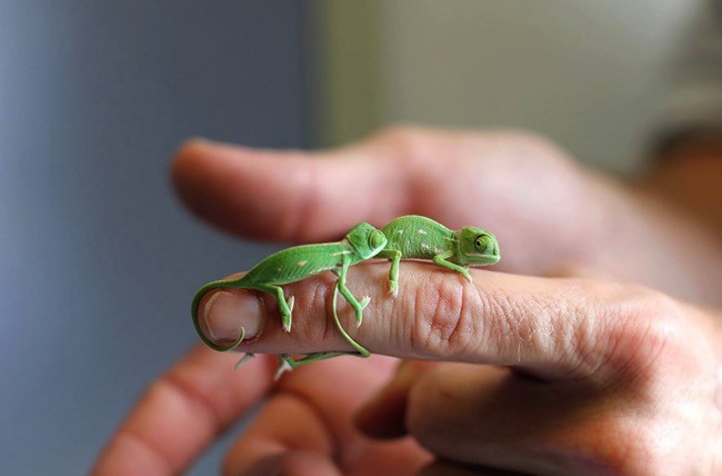 cute-baby-chameleons-hatch-taronga-zoo-sydney-4-sketsi