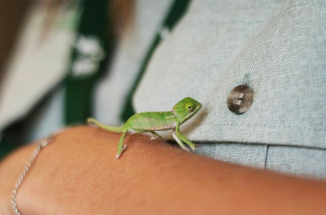 cute-baby-chameleons-hatch-taronga-zoo-sydney-9-sketsi