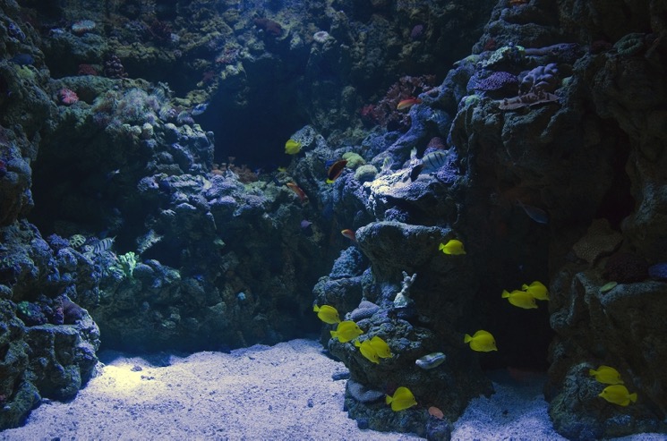eläimet-erikoiset-et-tiennyt-olevan-olemassa-sketsi-weird-animals-ocean-sea-bottom