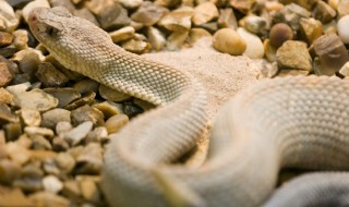 käärme-sketsi-puri-kuoli