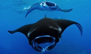 paholaisrausku-sketsi