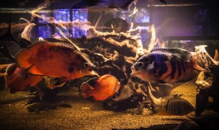 piraija-pelottava-sketsi