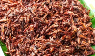 sketsi-ötökät-ruoka