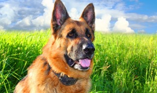 Sketsi Saksanpaimenkoira