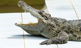 Sketsi_alligaattori_mies_puraisu