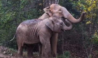 elefantit-tapaavat toisensa pitkän ajan jälkeen