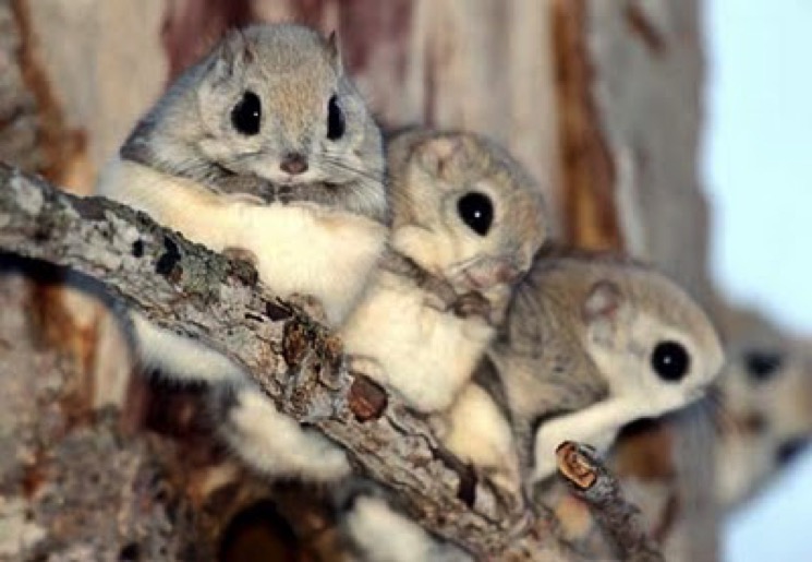 hokkaido-saari-ezo-cute-furry-animal-squirrell