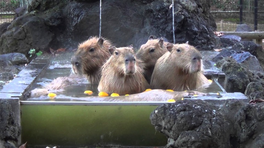 kapybara-japani-kylpy