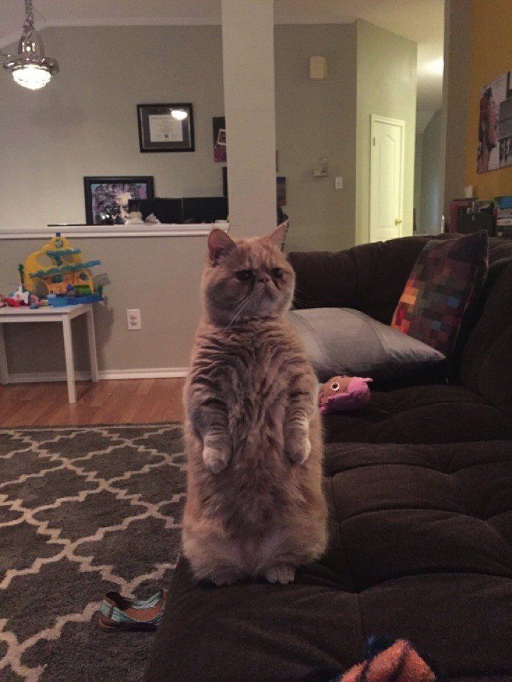 kissa-george