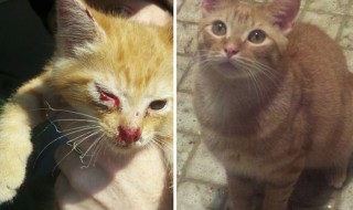 kissa-pelastettu-sketsi