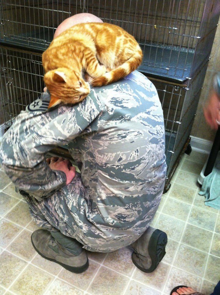 kissa sotilas