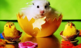 pääsiäishamsteri-herkkukori-sketsi