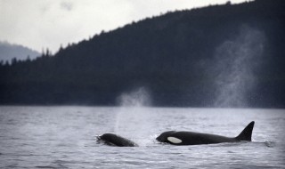 sketsi_miekkavalaat_elaimet