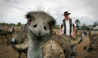 strutsi-hauska-photobomb