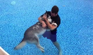 Husky-koira-mies-sketsi