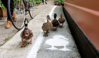 Sketsi_ankkat_kulkuväylä