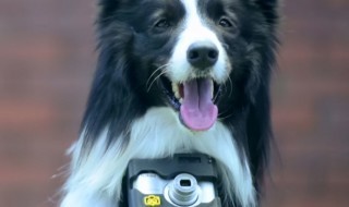 Sketsi_futuristinen_kamera_koiraan