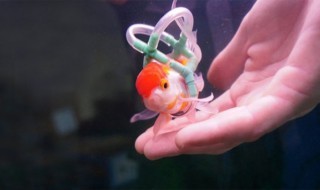 Sketsi_kultakalalle_pyörätuoli_uimiseen