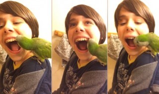 Sketsi_papukaija_maitohammas