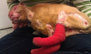 artikkelikuva-kissa-potilas-sketsi