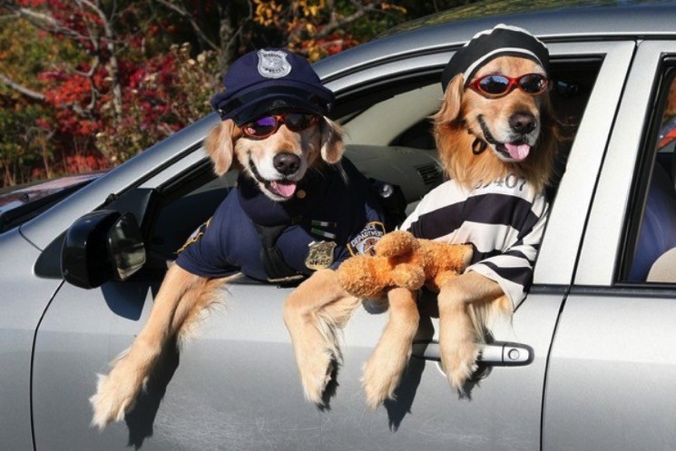 dog-goodguy-badguy-funny