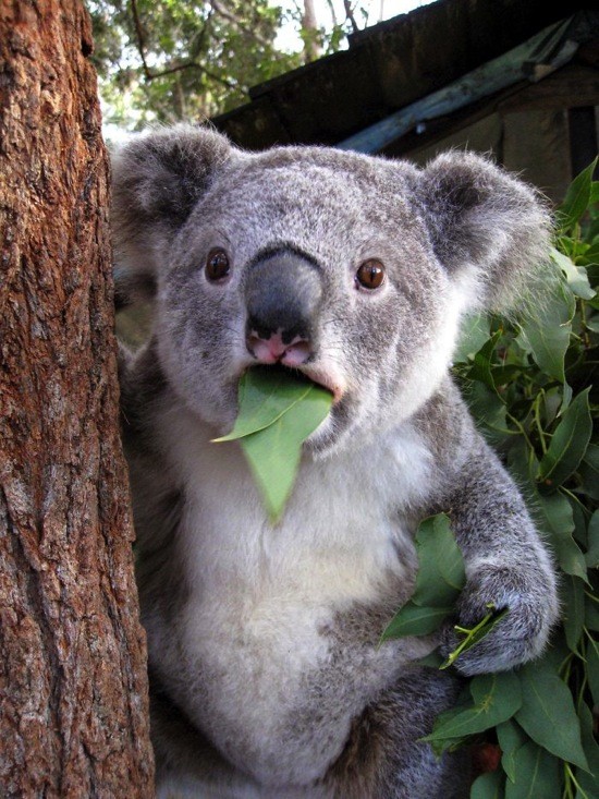 hämmästynyt-koala