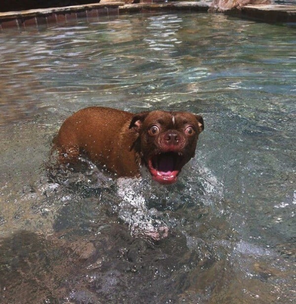 hämmästynyt-uiva-koira
