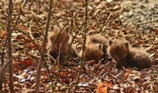 kettu-poikaset-perhe