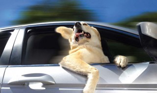 koira-auto-ikkuna-sketsi-hauska