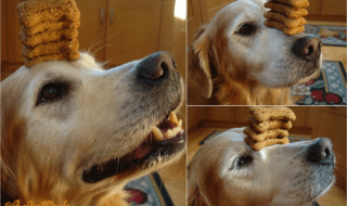 koira-dog-balance-cookie