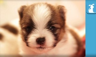 koiranpentu-osoittaa-mieltään-video-suloinen-sketsi