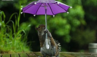 orava-sateenvarjo-sketsi