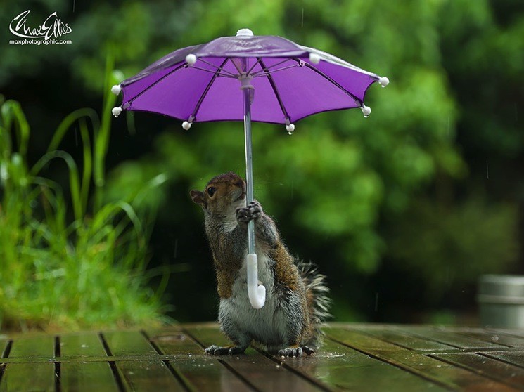 orava-sateenvarjo-sketsi