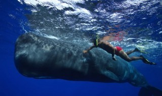 valaskuiskaaja-sukeltaja