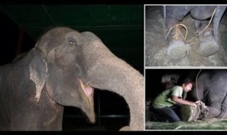 Sketsi_elefantti_vapautettiin_50_vuoden_jälkeen