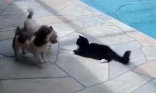 Sketsi_kissa_työntää_koiran_uima-altaaseen