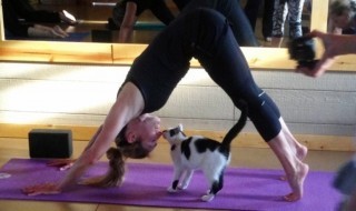 Sketsi_kissat_joogatunnille