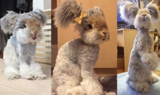 Sketsi_maailman_suloisin_kani