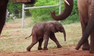 elefantin-syntymä-emily-luonto-video-sketsi