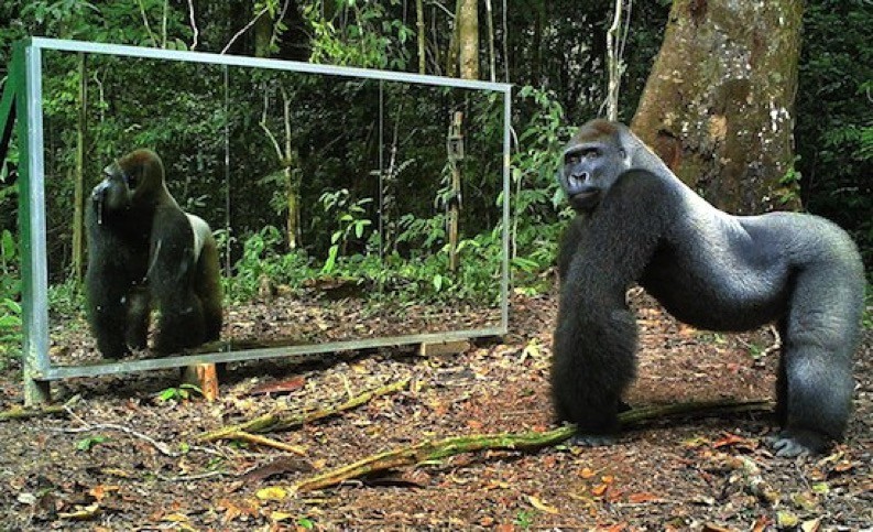 gorilla-hauska-sketsi