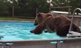 hullu-karhu-uima-allas-sketsi-video