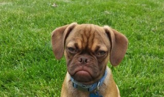 kärttyinen-koira-meme