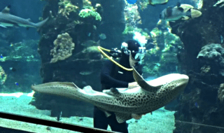 leopardi-hai-akvaario-rapsutus-video