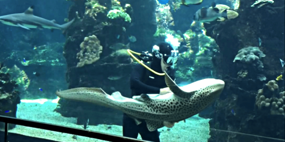 leopardi-hai-akvaario-rapsutus-video