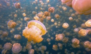 meduusajärvi-meduusa-video-sketsi